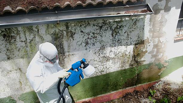 Trusted Attic Mold Removal service in Baltimore, MD - Cheap Mold Removal